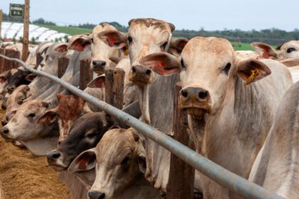 protocolo-para-exportacao-de-carne-a-ue-e-avanco,-mas-nao-deve-evitar-interrupcoes